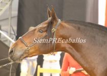 W PANADERA LVIII , CAMPEONA DE ANDALUCIA 2015 (Copiar)